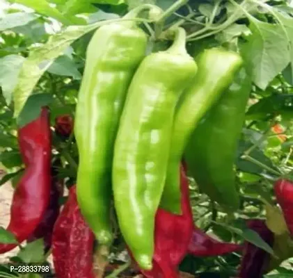 Baishnab Chili sed  150prpkCW50 CHILLI MIRCHI HYBRID SEED150PIECE