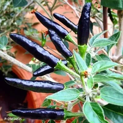 Baishnab Seed 50per packet XQ179Hybrid Black Cobra Chilli Pepper 50 seeds Exotic Vegetable Seeds pack Seed  50 per packet50PIECE