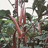 Baishnab vhindi sed 890ps hhuLady Finger Okra Seeds For Planting Burgandy Seeds LFS491890PIECE-thumb2