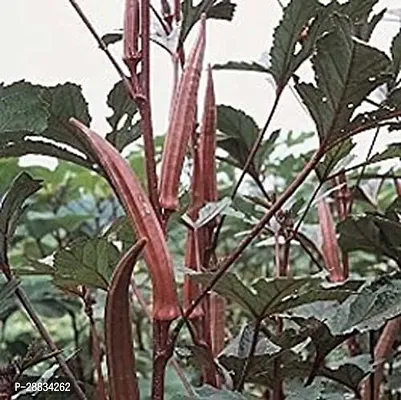 Baishnab vhindi sed 890ps hhuLady Finger Okra Seeds For Planting Burgandy Seeds LFS491890PIECE-thumb3