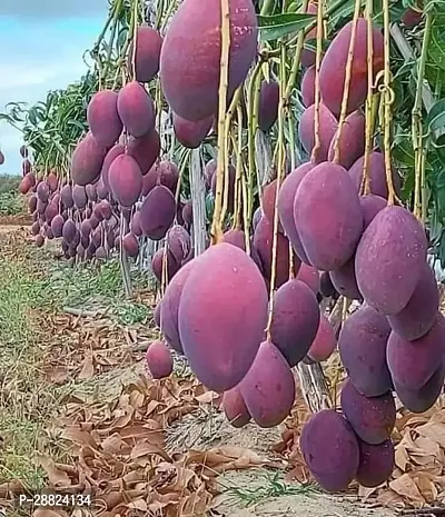 Baishnab  Palmer Grafted Hybrid Mango PlantCF045