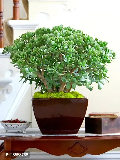 Baishnab Jade Plant Jade Plant 002