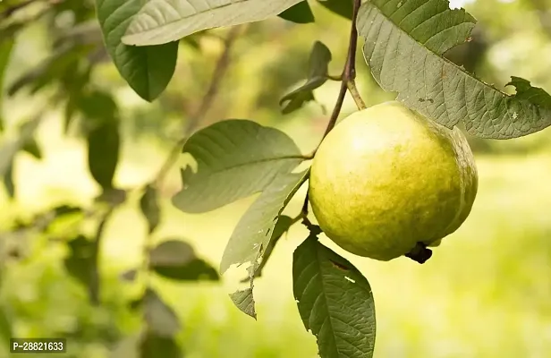 Baishnab  Popular guava plant Guava Plant-thumb0