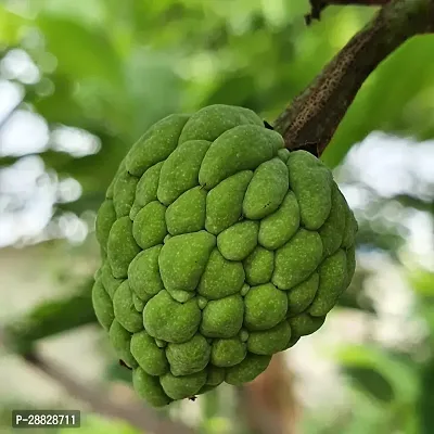 Baishnab  Custard Apple Live Plant Disha3090117