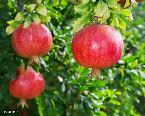 Baishnab  PMGTBPCCB10MAR93APR Pomegranate Plant-thumb0