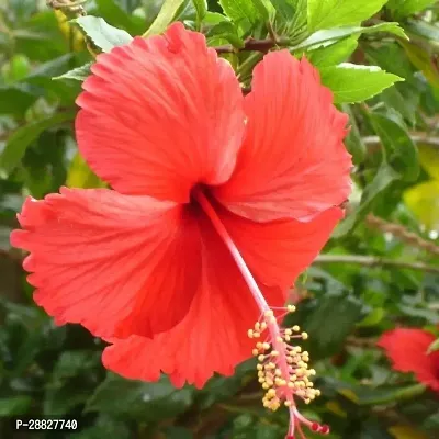 Baishnab  Hibiscus Red Plant CF70072 Hibiscus Pla