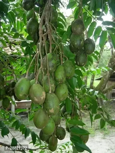 Baishnab  Metula plant Amra Plant