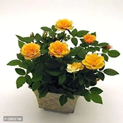 Baishnab  Centifolia Roses Rose Plant-thumb0