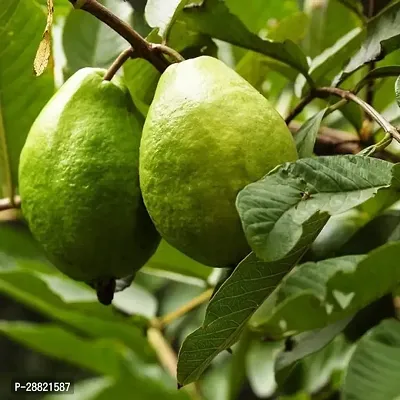 Baishnab  James guava plant Guava Plant-thumb0