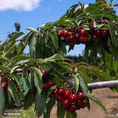 Baishnab  Cherry Fruit Live PlantCF00026 Cherry F-thumb0