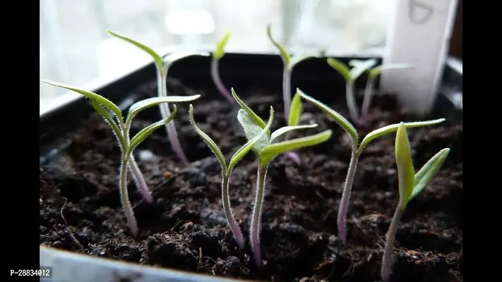 Baishnab tomato  seed 2500 ps csxcTiny Tim Dwarf Heirloom Cherry Tomato Seeds2500PIECE-thumb2