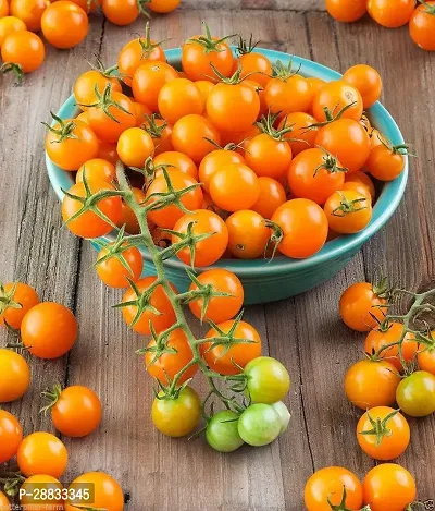 Baishnab tomato seed 100 ps dghCherry Sun Gold TomatoHigh Quality Seeds100PIECE-thumb0