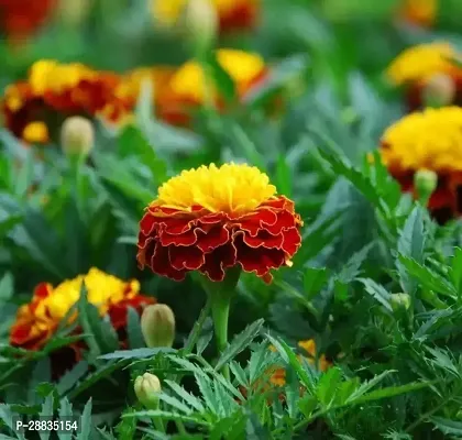 Baishnab Sh sp4738 SEEDS001Merigold flower seeds genda phool seeds pack of 500500PIECE