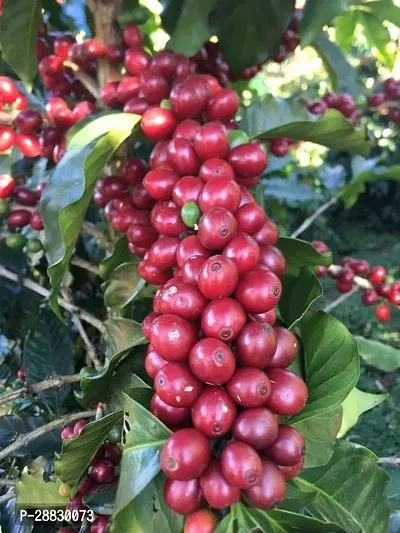 Baishnab  Hybrid Coffee Plant Coffee Plant