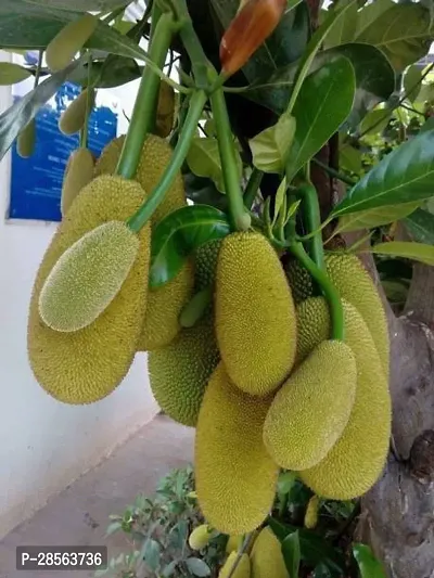 Baishnab Jackfruit Plant Jackfruit Plant-15