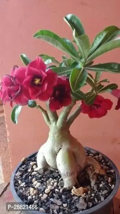 Baishnab  aw01 Adenium Plant-thumb0