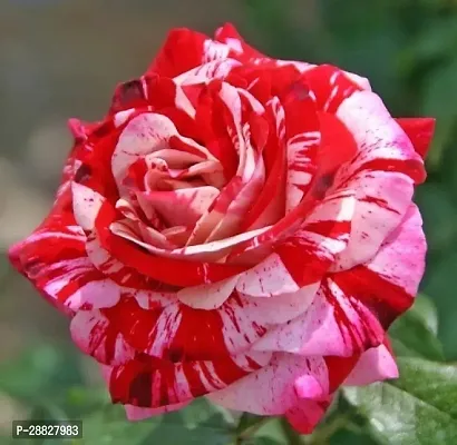 Baishnab  Rose Plant  Gangotri  Rose Plant-thumb0