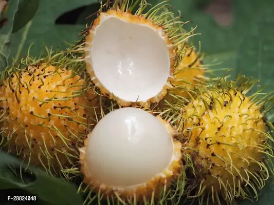 Baishnab  Rare Yellow Rambutan Hybrid Exotic Fruit