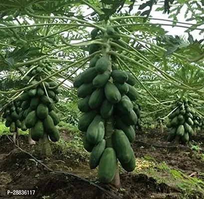 Baishnab papaya seedsNon Gmo Papaya Vegetable Fruit Hybrid Seeds Dwarf  Seeds FPS368490PIECE