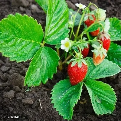 Baishnab Strawberry Plant strawberry fruit live plant-thumb0