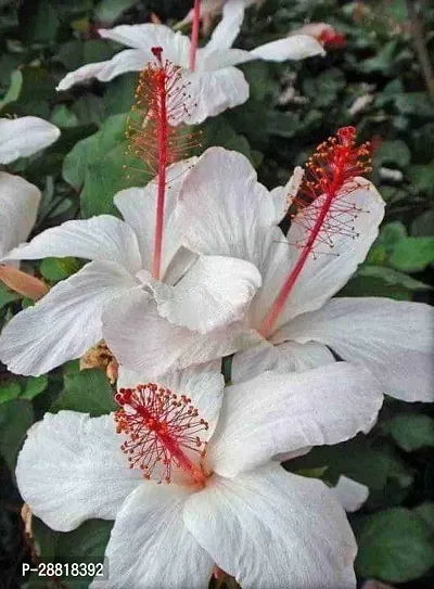 Baishnab  Live hybrid White hibiscus plantLPHibi-thumb0