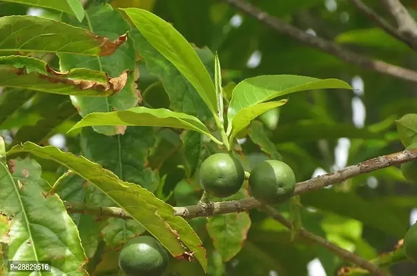 Baishnab  Hybrid Rudraksha Plant Rd29 Rudraksha P-thumb0