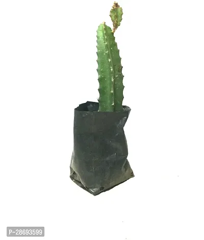 Baishnab Dragon Tree DRAGNPOT-thumb0