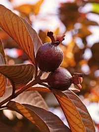 Baishnab Guava Plant RED GUAVA PLANT-thumb1