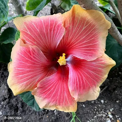 Baishnab  Hibiscus Hybrid Live Flower Plant CF3300