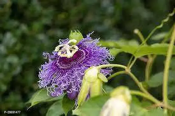 Baishnab Passion Plant PASSION FLOWER DD-thumb0