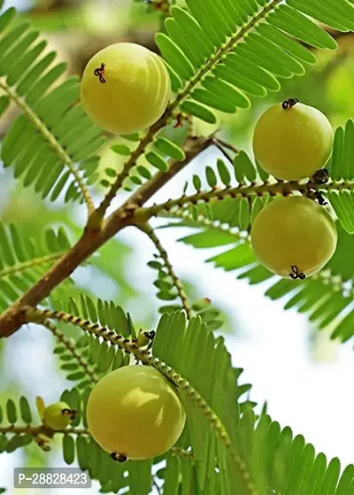 Baishnab  Rare Phyllanthus emblica Amla Indian Goos-thumb0