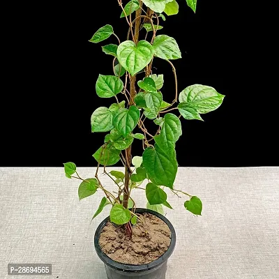 Baishnab Betel Leaf Plant BETEL LEAF PLANT RCCF-thumb3