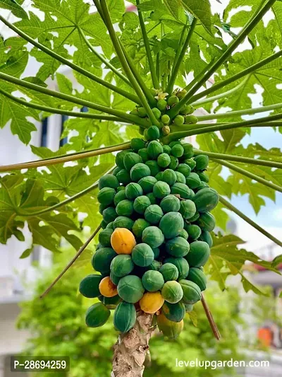 Baishnab Papaya Plant PAPAYA PLANT-thumb2