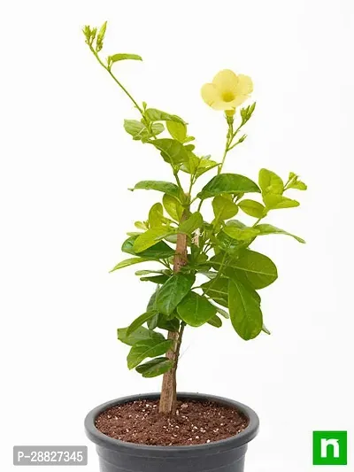 Baishnab  Mandevilla Plant Yellow CF34 Mandevilla-thumb0