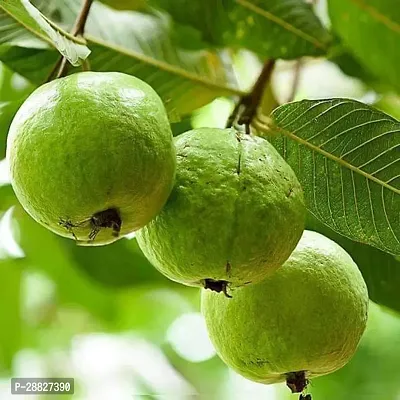 Baishnab  Guava Tree Amrud Psidium guajava Guava-thumb0