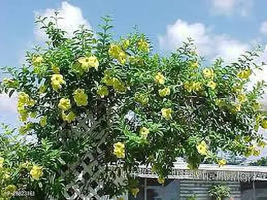 Baishnab  Allamanda flower plant CFO386 Thunberj-thumb0