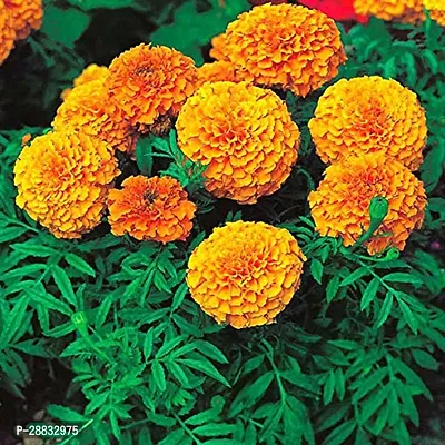 Baishnab Marigold seed jujkMarigold jafri100PIECE