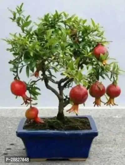 Baishnab  Pomegranate Plant Live Plant CF099 Pome