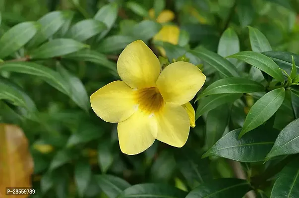 Baishnab Thunberjia Plant Yellow Allamanda flower plantThunberjia plant-thumb0