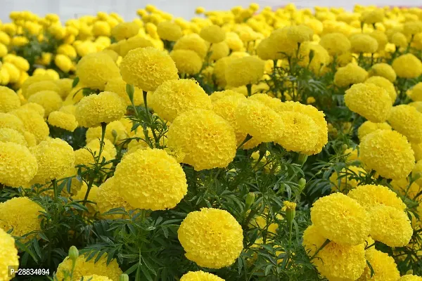 Baishnab Marigold seed 60ps mc guYellow:marigold x84660PIECE