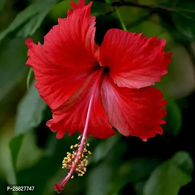 Baishnab  Live Red Hibiscus Plant Red Hibiscus Flow-thumb0