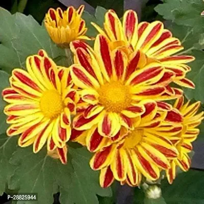 Baishnab  Shevanti Chrysanthemum Yellow Red  P