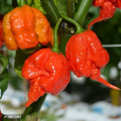 Baishnab chilli seed 100 ps vvy Hybrid Carolina Reaper Pepper Chilli100PIECE