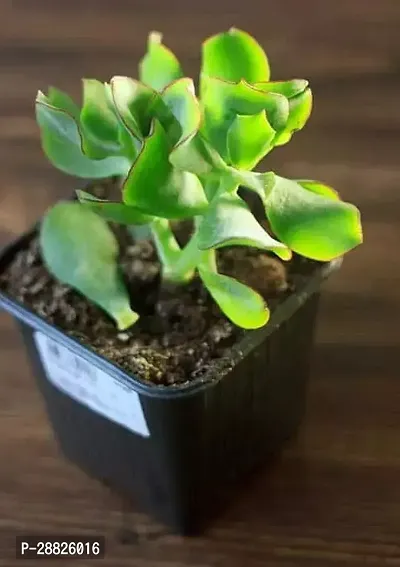 Baishnab  Jade Live Plant Good Luck Plant CF178 J-thumb0