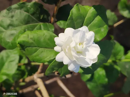 Baishnab  jasminea flower plante5 Jasmine Plant-thumb0