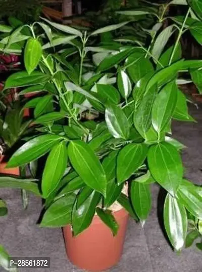 Baishnab Bay Leaf Plant TK01-thumb0