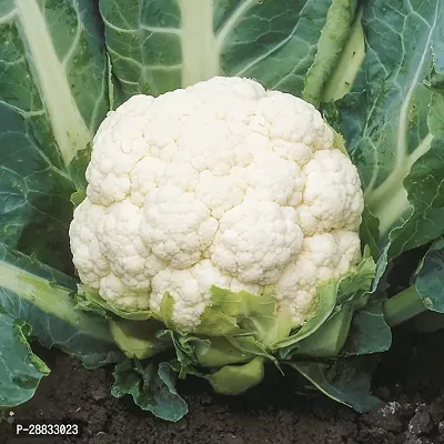 Baishnab Cauliflower Seed 10 PsNXX 00910PIECE-thumb0