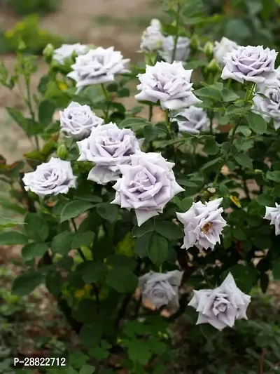 Baishnab  Unique White Rose Plant CF50007 Rose Pl