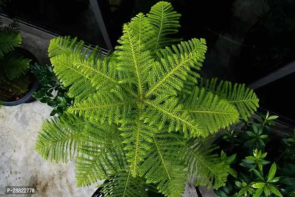 Baishnab  Araucaria PlantCFA77 Aralia Plant