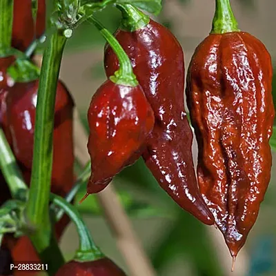 Baishnab chilli seed 90 ps hytwChocolate Ghost Pepper Chilli Seeds90PIECE